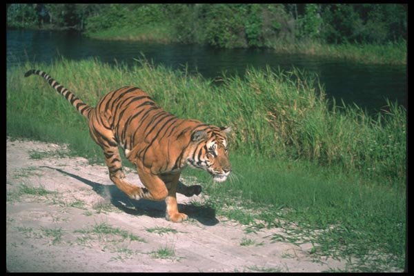 108055 Tiger Charging A4 Photo Print