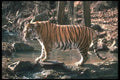 108056 Tiger At Brightly Lit Waterhole A4 Photo Print