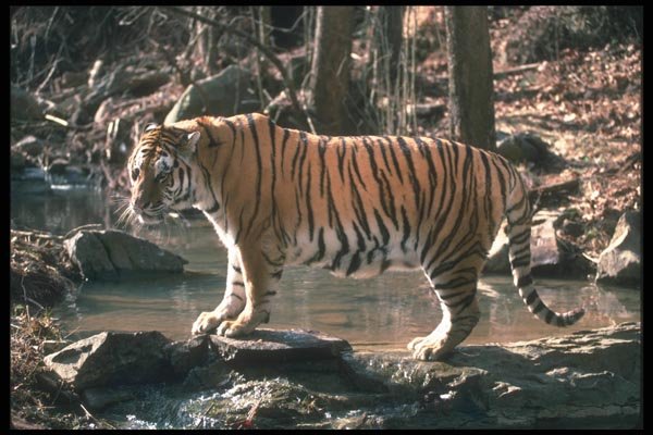 108056 Tiger At Brightly Lit Waterhole A4 Photo Print