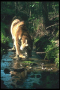 108057 Bengal Tiger Beside Small Stream In Dappled Forest A4 Photo Print