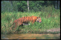 108058 Tiger Stalking Near Waterhole A4 Photo Print
