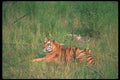 108059 Tiger Lying Down A4 Photo Print