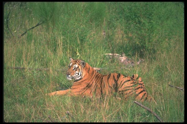 108059 Tiger Lying Down A4 Photo Print