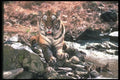 108060 Tiger At Brightly Lit Waterhole A4 Photo Print