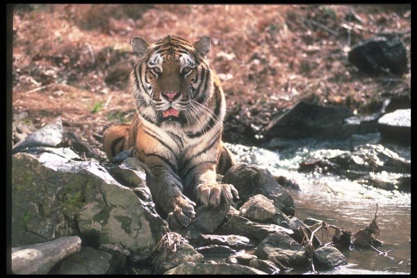 108060 Tiger At Brightly Lit Waterhole A4 Photo Print