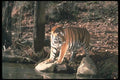 108061 Tiger At Brightly Lit Waterhole A4 Photo Print