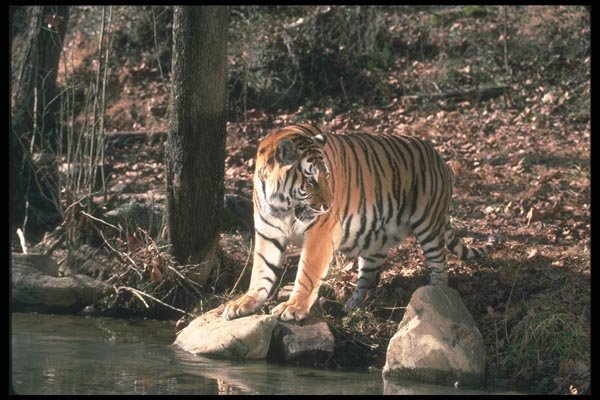 108061 Tiger At Brightly Lit Waterhole A4 Photo Print