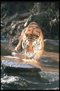 108062 Tiger At Brightly Lit Waterhole A4 Photo Print