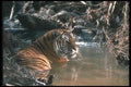 108063 Tiger At Waterhole A4 Photo Print
