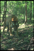 108064 Bengal Tiger Moving Through Dappled Forest A4 Photo Print
