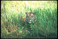 108065 Tiger In Grass A4 Photo Print