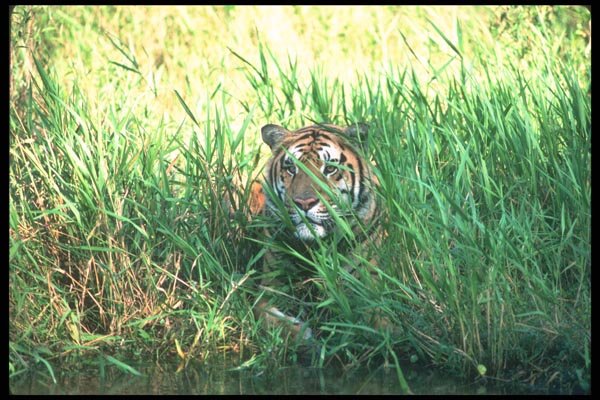 108065 Tiger In Grass A4 Photo Print