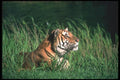108066 Tiger Lying In Grass A4 Photo Print