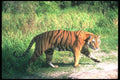 108067 Tiger Near Grass A4 Photo Print