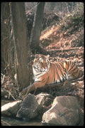 108068 Tiger At Brightly Lit Waterhole A4 Photo Print