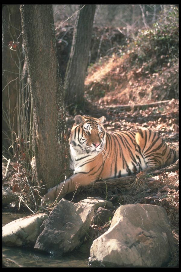 108068 Tiger At Brightly Lit Waterhole A4 Photo Print