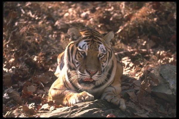 108069 Bengal Tiger Lying In Forest Glade A4 Photo Print