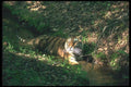108070 Bengal Tiger Beside Stream In Dappled Forest A4 Photo Print