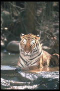 108071 Tiger At Brightly Lit Waterhole A4 Photo Print