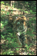 108072 Bengal Tiger Lying In Dappled Forest A4 Photo Print