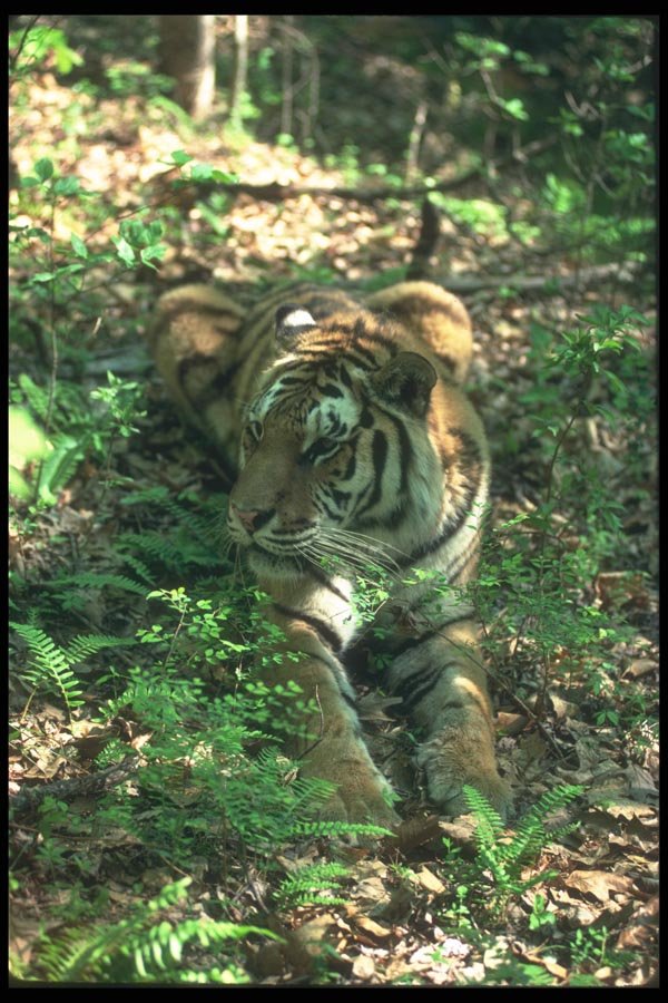 108072 Bengal Tiger Lying In Dappled Forest A4 Photo Print
