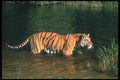108073 Tiger In Water A4 Photo Print