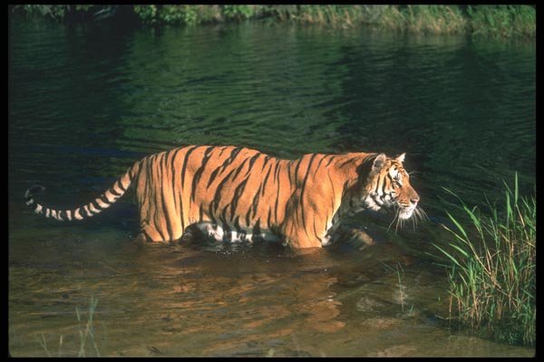 108073 Tiger In Water A4 Photo Print