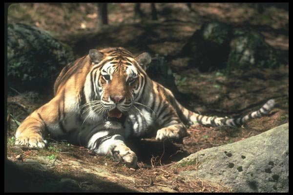 108074 Bengal Tiger Lying In Strongly Lit Forest A4 Photo Print