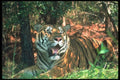 108075 Tiger Lying In Forest A4 Photo Print