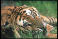108076 Tiger (Head Shot) A4 Photo Print