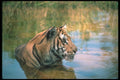 108077 Tiger Lying In Water A4 Photo Print