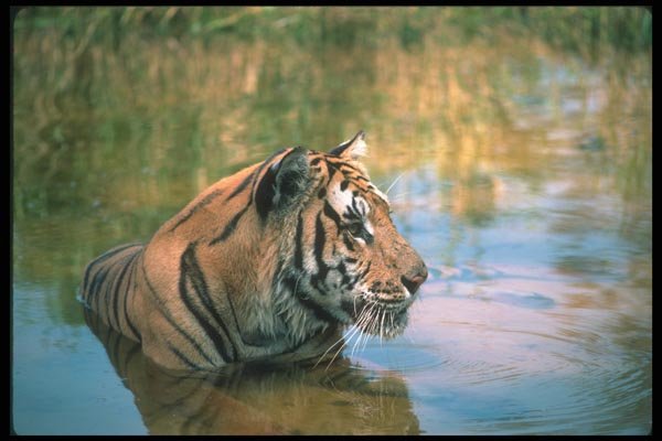 108077 Tiger Lying In Water A4 Photo Print