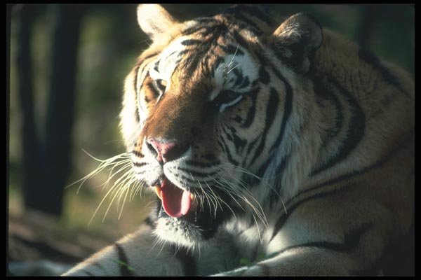 108078 Bengal Tiger (Bright Head Shot) A4 Photo Print