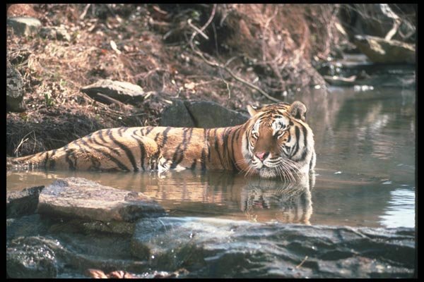 108079 Tiger At Brightly Lit Waterhole A4 Photo Print