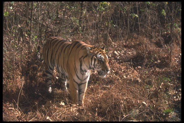 108080 Bengal Tiger Standing In Forest Glade A4 Photo Print