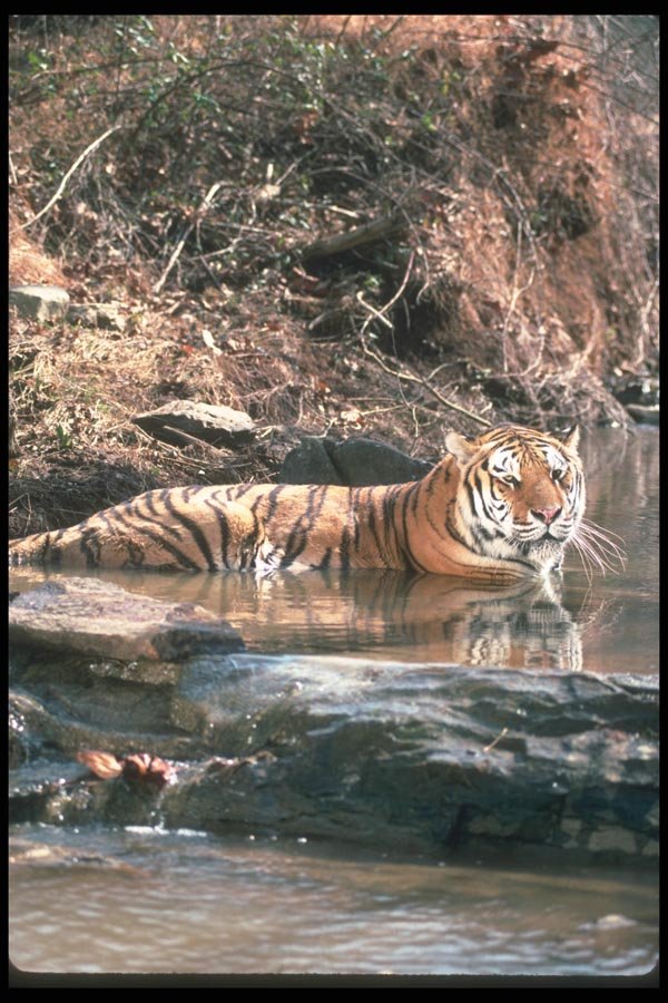 108081 Tiger At Brightly Lit Waterhole A4 Photo Print