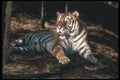 108082 Bengal Tiger Lying In Strongly Lit Forest A4 Photo Print