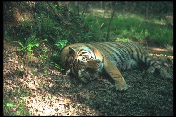 108083 Bengal Tiger Lying In Dappled Forest A4 Photo Print