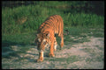 108084 Tiger Near Grass A4 Photo Print