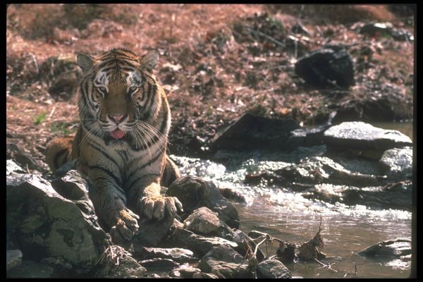 108085 Tiger Dozing Near Waterhole A4 Photo Print
