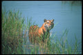 108086 Tiger In Water A4 Photo Print