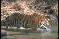 108087 Tiger At Brightly Lit Waterhole A4 Photo Print