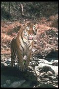 108088 Tiger At Brightly Lit Waterhole A4 Photo Print