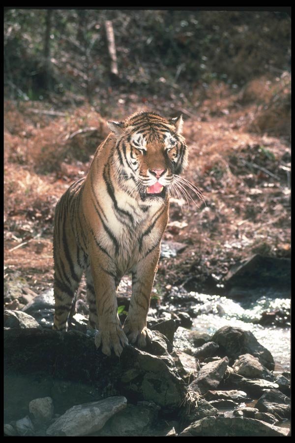108088 Tiger At Brightly Lit Waterhole A4 Photo Print