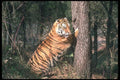 108089 Tiger Sharpening Claws In Bright Forest A4 Photo Print