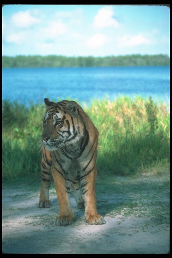 108090 Tiger Near Waterhole A4 Photo Print