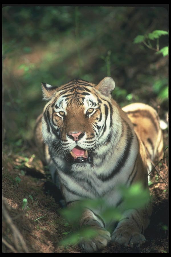 108091 Bengal Tiger Lying In Strongly Lit Forest A4 Photo Print