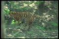 108092 Bengal Tiger Running Through Forest A4 Photo Print