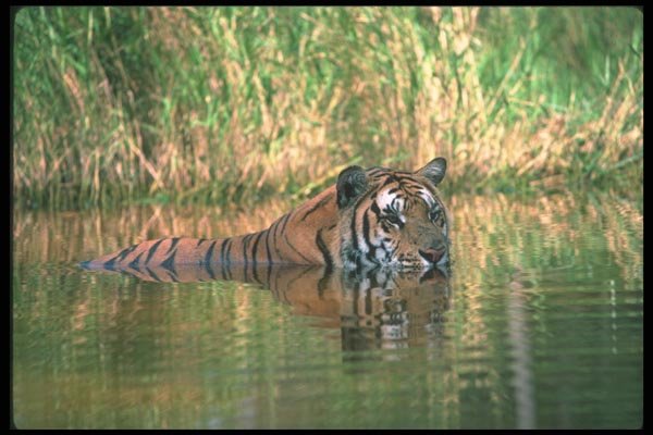 108093 Tiger Lying In Water A4 Photo Print