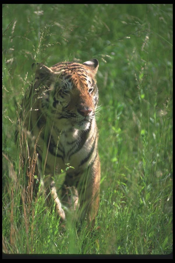 108094 Bengal Tiger In Tall Grass A4 Photo Print